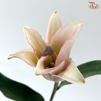Lily (3+) - Eternal / Viviana / Great Luck Blessing / Pure Love/ Profundo / Bacardi / Hong Fu / Parasol Pink / Starlight (5 Stems)