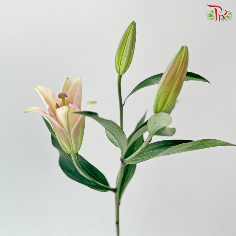 Lily (3+) - Eternal / Viviana / Great Luck Blessing / Pure Love/ Profundo / Bacardi / Hong Fu / Parasol Pink / Starlight (5 Stems)