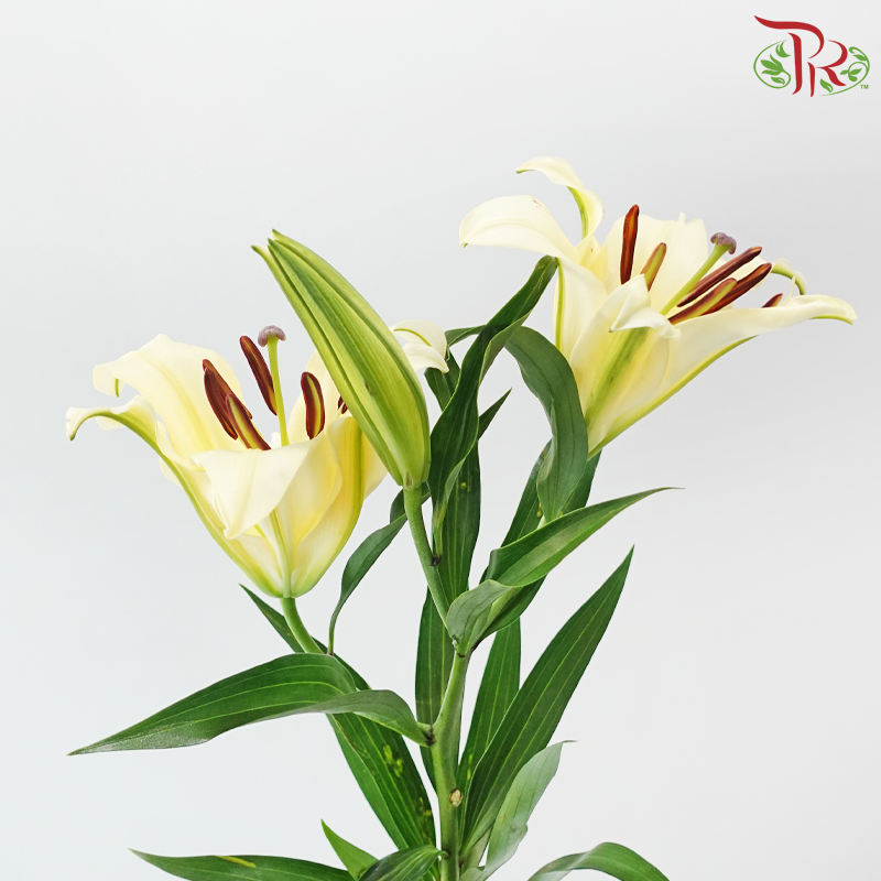 Lily (2/3+) - Yellow (5 Stems)