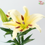 Lily - Yellow 3-4+ (5 Stems)