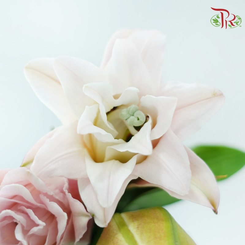 Rose Lily (3+) - Zinfandel (5 Stems)