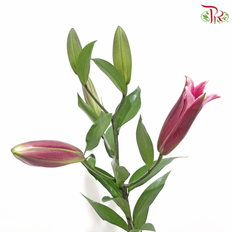 Lily - Black Beauty/Black Magic 3-4+ (5 Stems)