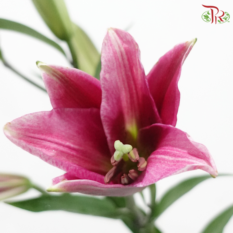 Lily (2/3+) - Black Beauty / Black Magic (5 Stems)