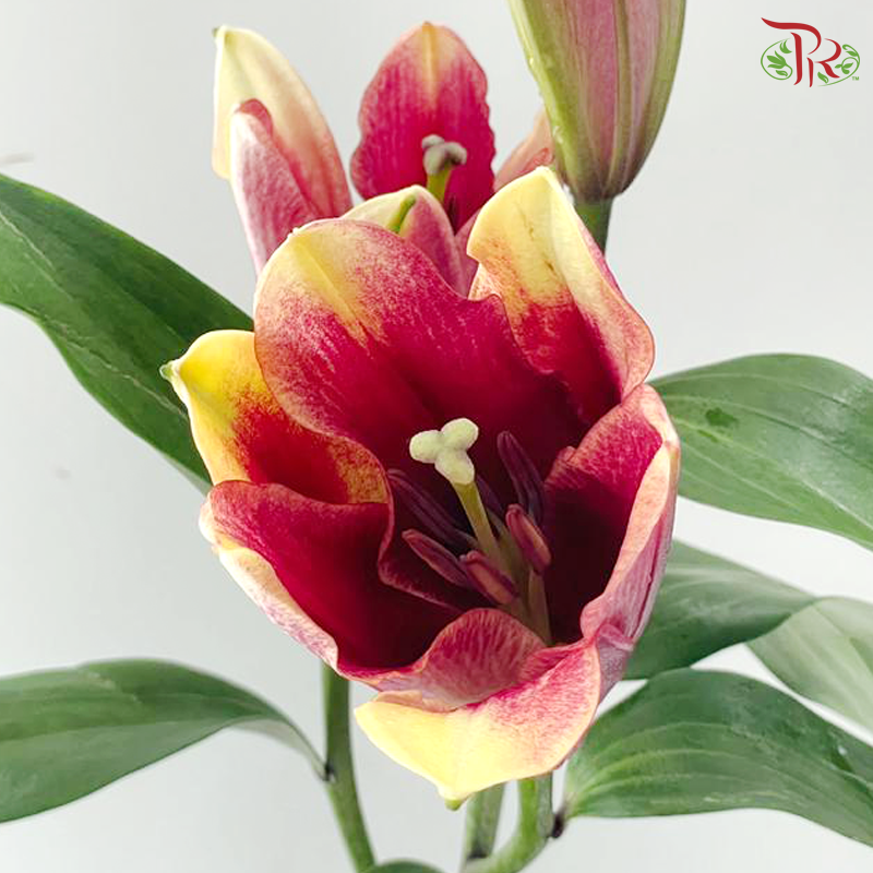 Lily (3+) - Eternal (5 Stems)