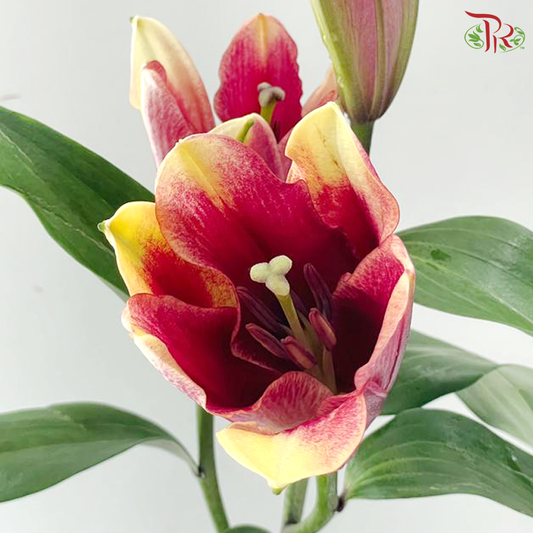 Lily 3+ - Eternal Inferno Red (5 Stems)