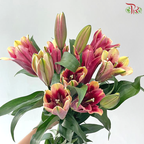 Lily (3+) - Eternal (5 Stems)