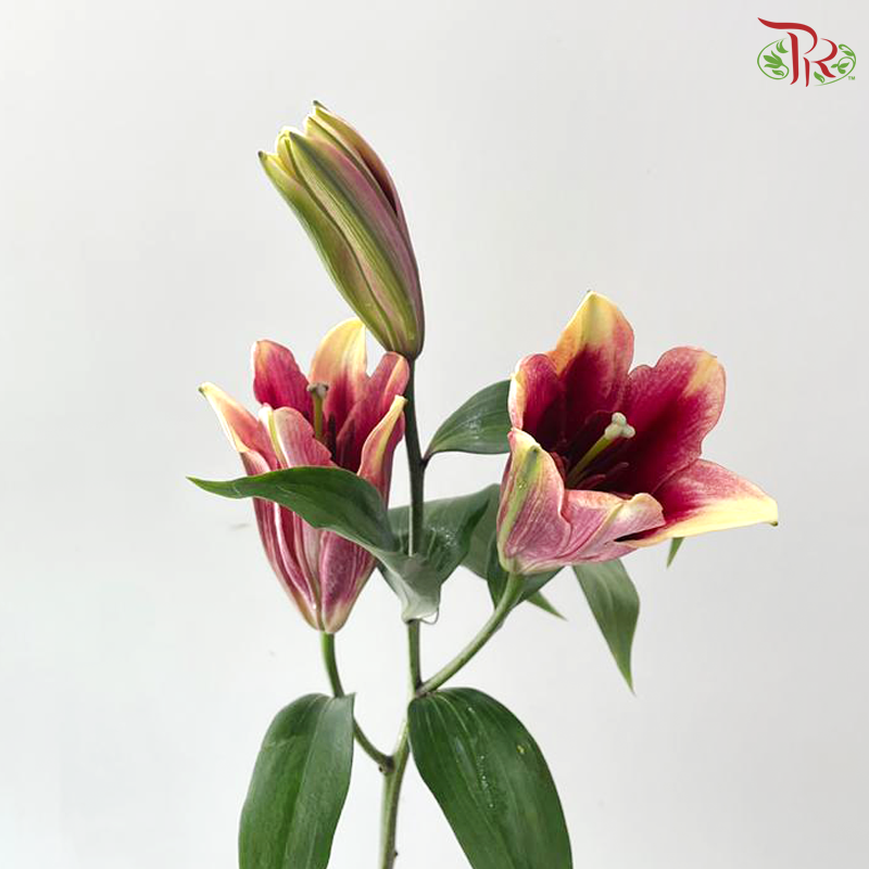 Lily (3+) - Eternal (5 Stems)