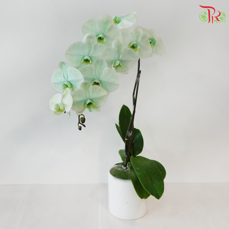 【Pre-Order】Big Single Stem Phalaenopsis Orchid (Without Vase) (With Color Option)