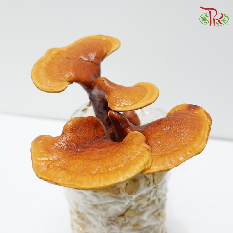 Ling Zhi (Ganoderma)《灵芝》