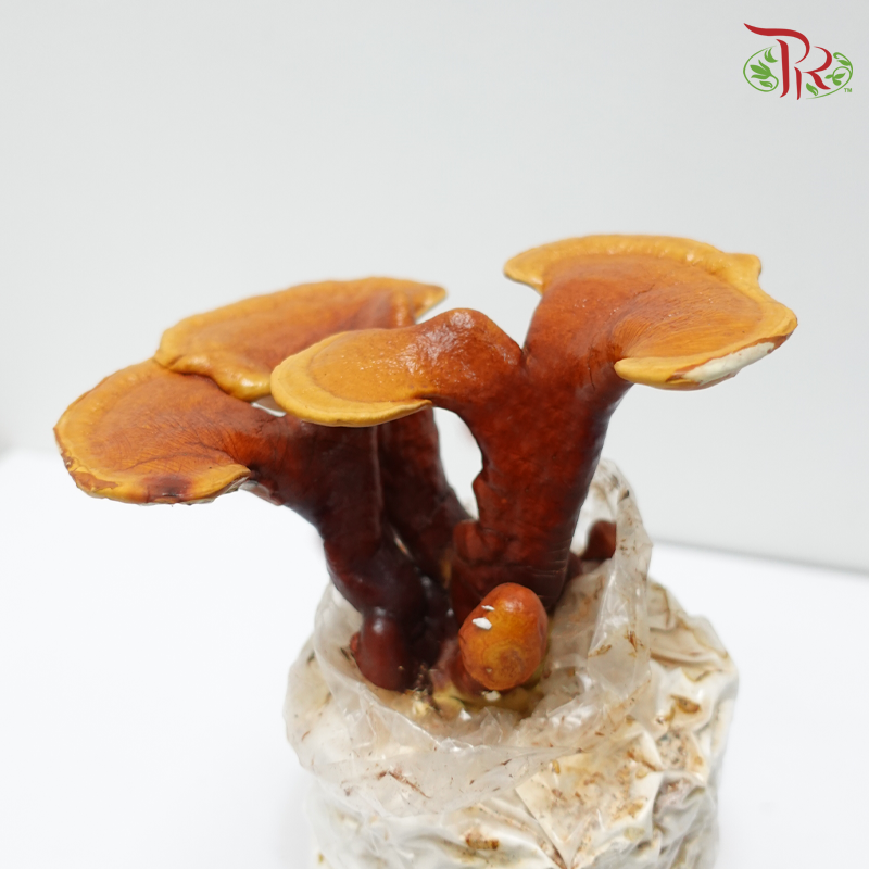 Ling Zhi (Ganoderma)《灵芝》