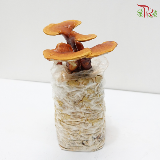 Ling Zhi (Ganoderma)《灵芝》