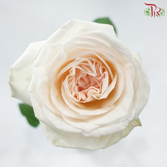 Rose - (Mild Scented) Litchi Reverie (10 Stems)