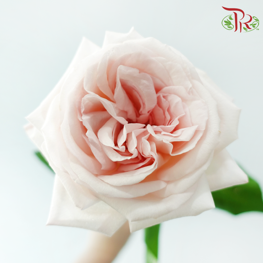 Rose - (Mild Scented) Litchi Pink (10 Stems)