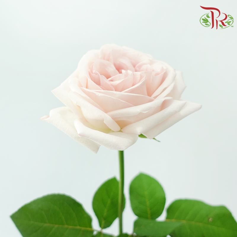 Rose - (Mild Scented) Litchi Pink (10 Stems)