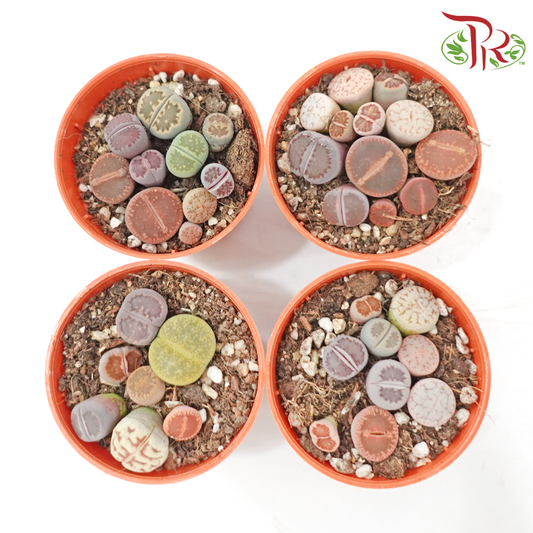 Lithops P55《生石花多肉》(Random Choose)