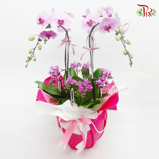 Live Your Dream- Premium Orchid Phalaenopsis Gift Plant Collection (Random Choose Colour) - Pudu Ria Florist