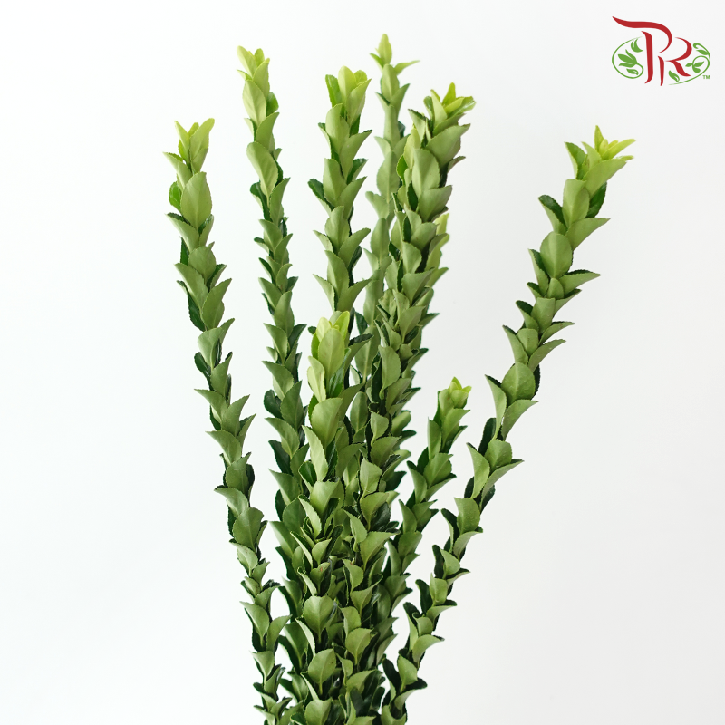 Long Life Leaf - (Per Bunch)