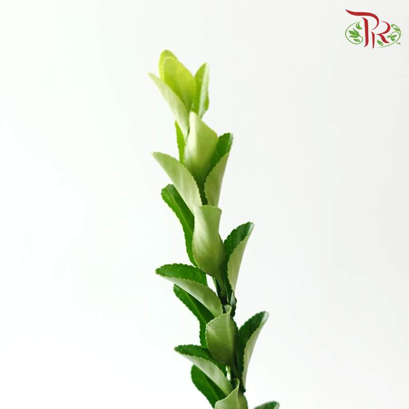 Long Life Leaf - (Per Bunch)
