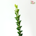Long Life Leaf - (Per Bunch)