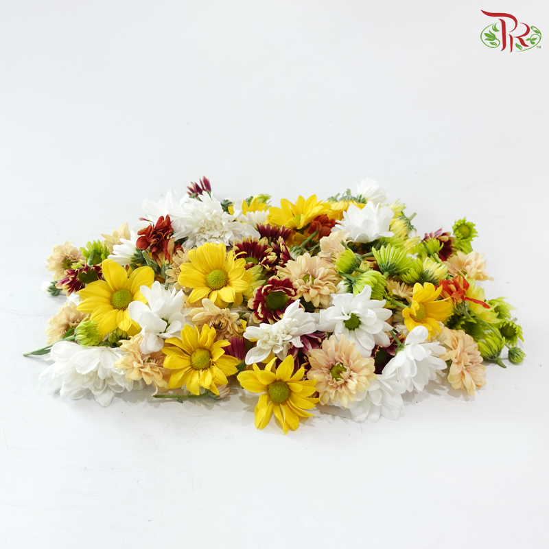 Loose Pom Pom Chrysanthemum (With Size Option)