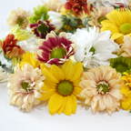 Loose Pom Pom Chrysanthemum (With Size Option)