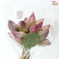 Fresh Lotus Flowers & Lotus Pods Bunch (20 Stems Per Bunch)