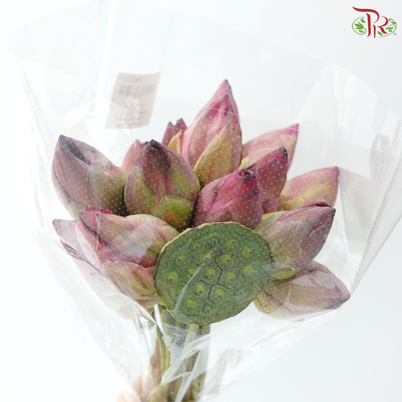 Fresh Lotus Flowers & Lotus Pods Bunch (20 Stems Per Bunch)
