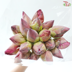 Pink Lotus Flower Bunch (20 Stems Per Bunch)