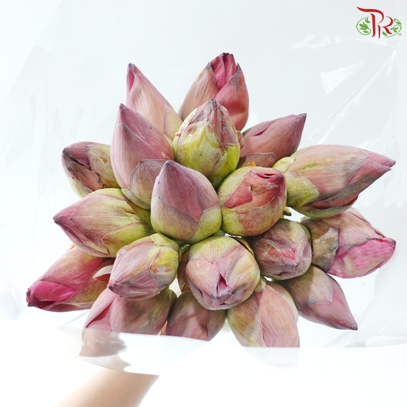 Pink Lotus Flower Bunch (20 Stems Per Bunch)
