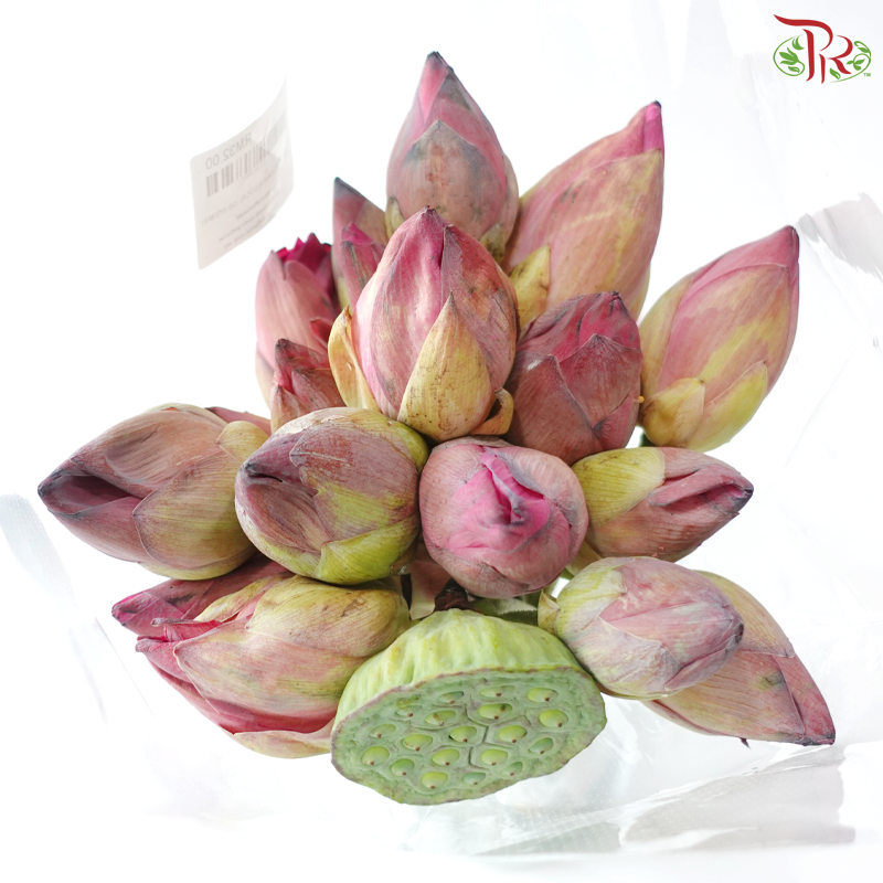 Fresh Lotus Flowers & Lotus Pods Bunch (20 Stems Per Bunch)