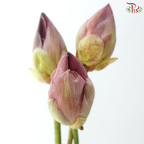 Pink Lotus Flower Bunch (20 Stems Per Bunch)