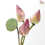 Fresh Lotus Flowers & Lotus Pods Bunch (20 Stems Per Bunch)