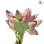 Fresh Lotus Flowers & Lotus Pods Bunch (20 Stems Per Bunch)