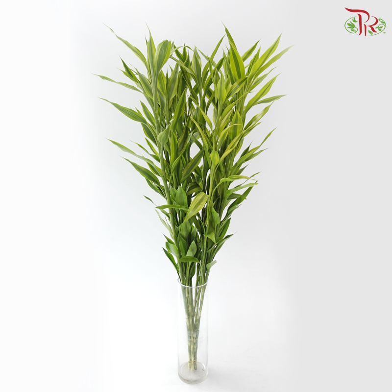 Bamboo Guan Yin - Green With Lining