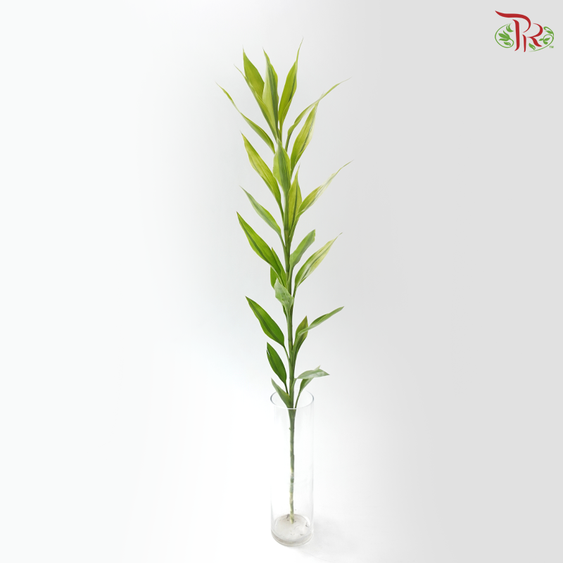 Bamboo Guan Yin - Green With Lining