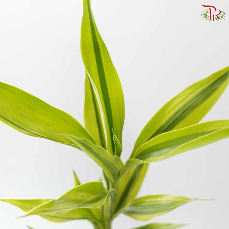 Bamboo Guan Yin - Green With Lining