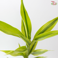 Bamboo Guan Yin - Green With Lining