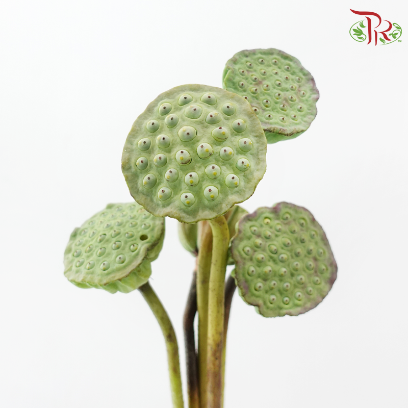 HW - Lotus Pod - (5 Stems)