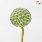 HW - Lotus Pod - (5 Stems)