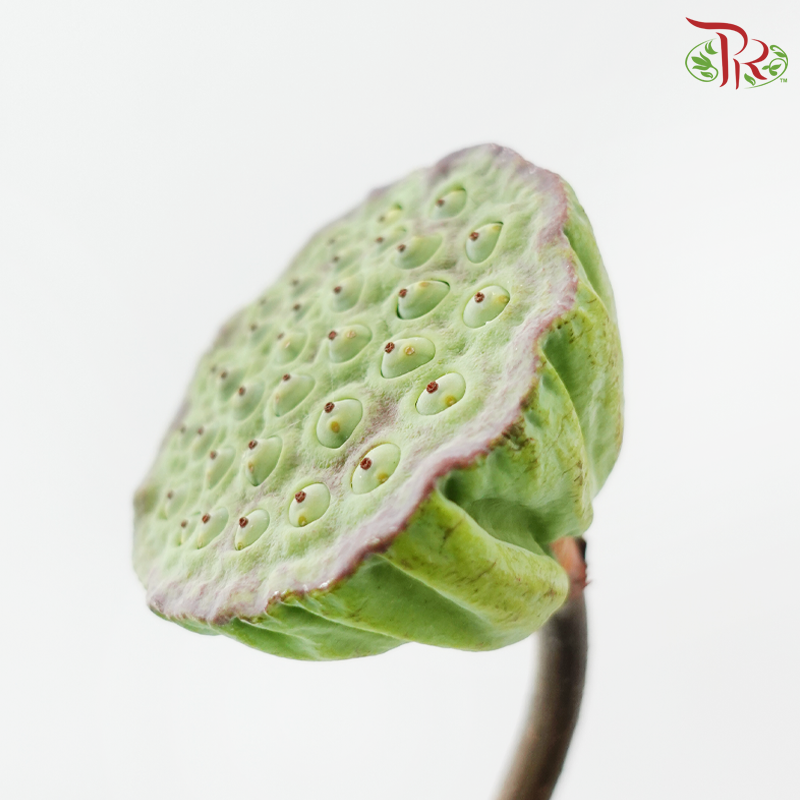 HW - Lotus Pod - (5 Stems)