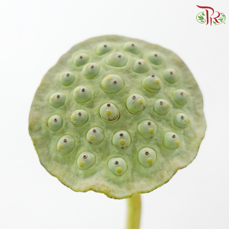 HW - Lotus Pod - (5 Stems)