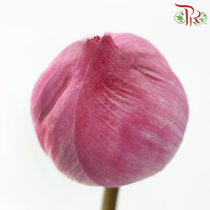 HW - Lotus Flower - Unfold type (Per Stem)