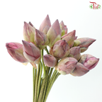 Pink Lotus Flower Bunch (20 Stems Per Bunch)