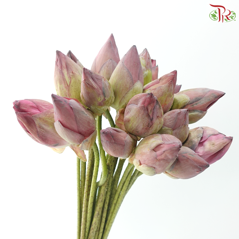 Pink Lotus Flower Bunch (20 Stems Per Bunch)