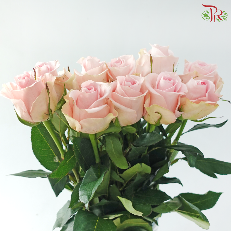 Ceres Rose - Luciano (10 Stems)