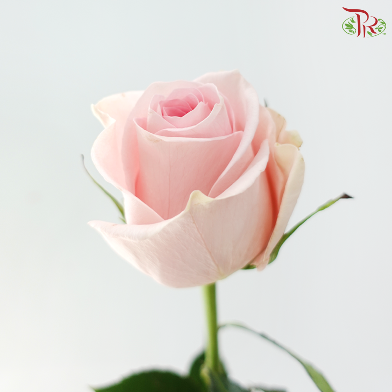 Ceres Rose - Luciano (10 Stems)