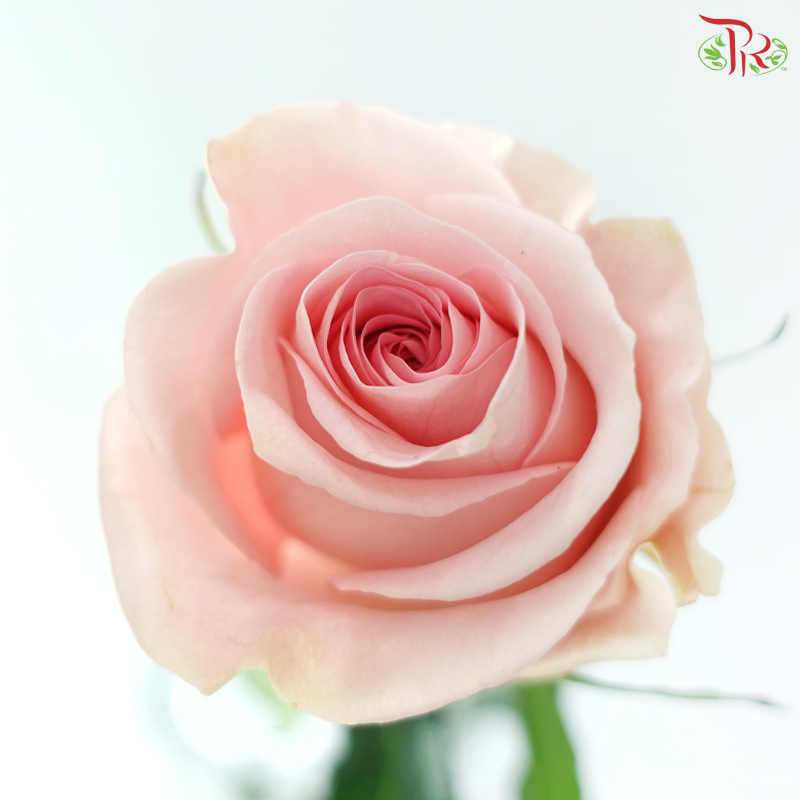 Ceres Rose - Luciano (10 Stems)