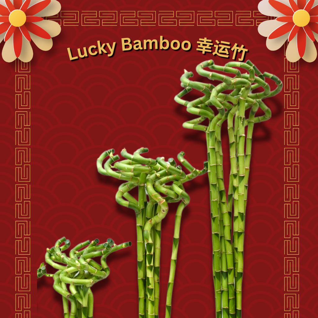 Lucky Bamboo 幸运竹 - (With Size Option)