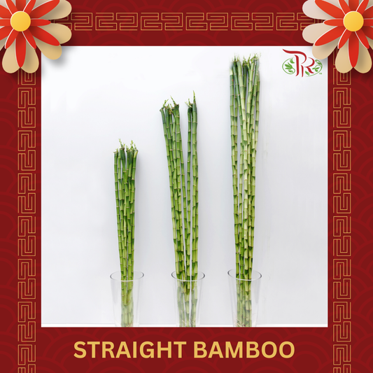 Straight Bamboo 直竹 (10 Stems) - (With Size Option)