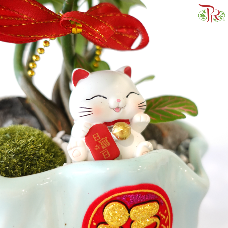 【CNY 2026】Lucky Charm Pachira《财源滚滚》